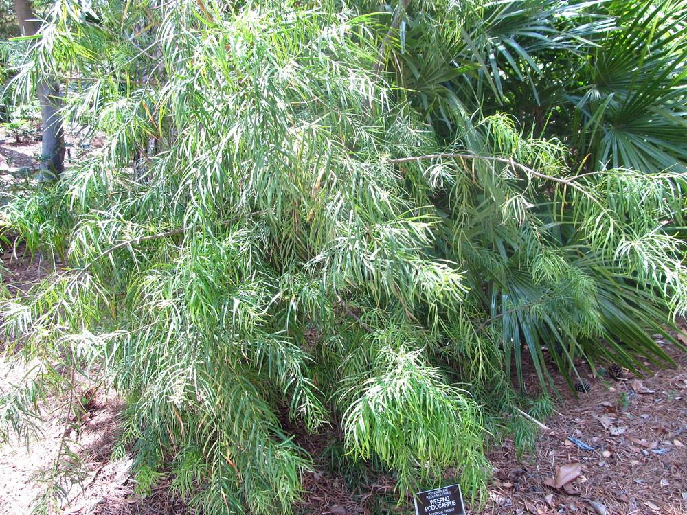 Photo of Common Yellowwood (Afrocarpus falcatus) uploaded by jmorth