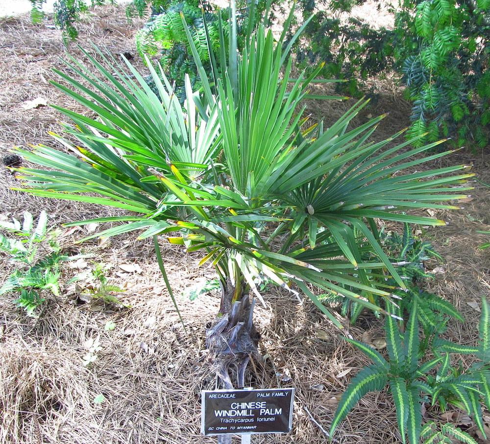 Photo of Chinese Windmill Palm (Trachycarpus fortunei) uploaded by jmorth