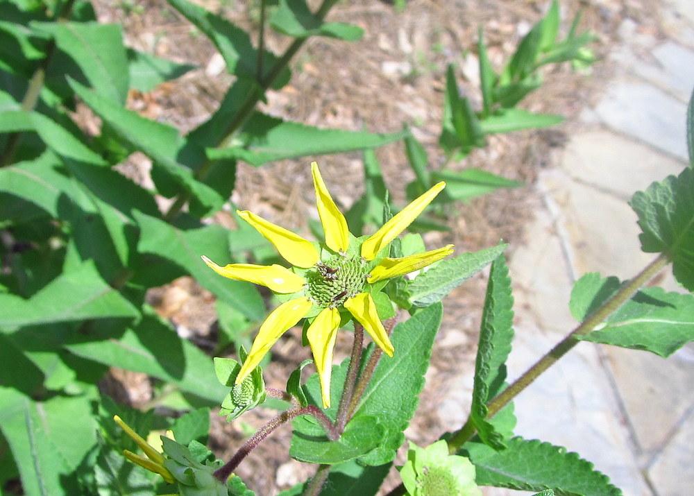 Photo of Texas greeneyes (Berlandiera betonicifolia) uploaded by jmorth