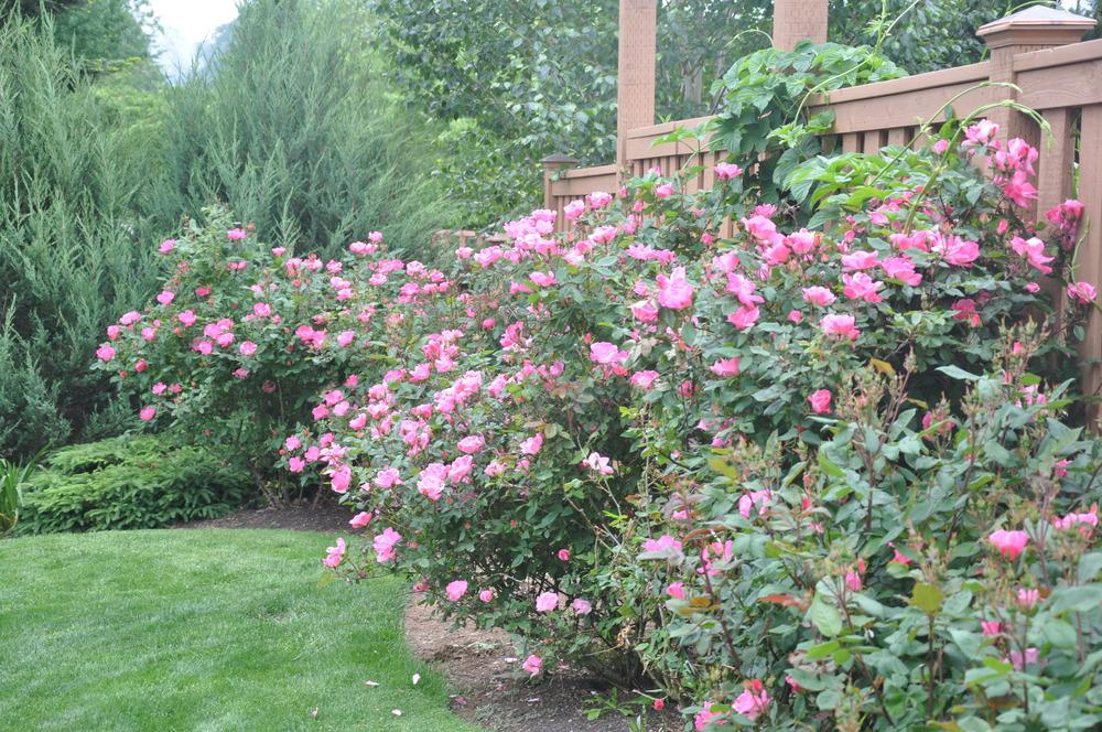 Photo of Rose (Rosa 'Pink Knock Out') uploaded by kosk0025