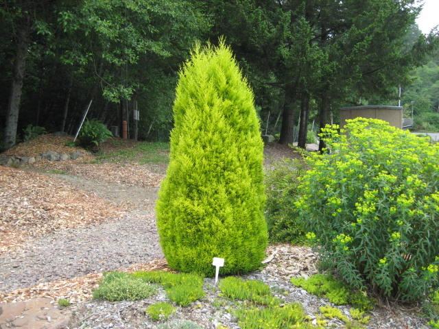 Photo of Monterey Cypress (Cupressus macrocarpa 'Wilma') uploaded by wcgypsy