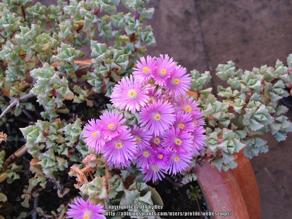 Photo of Pink Ice Plant (Oscularia deltoides) uploaded by webesemps