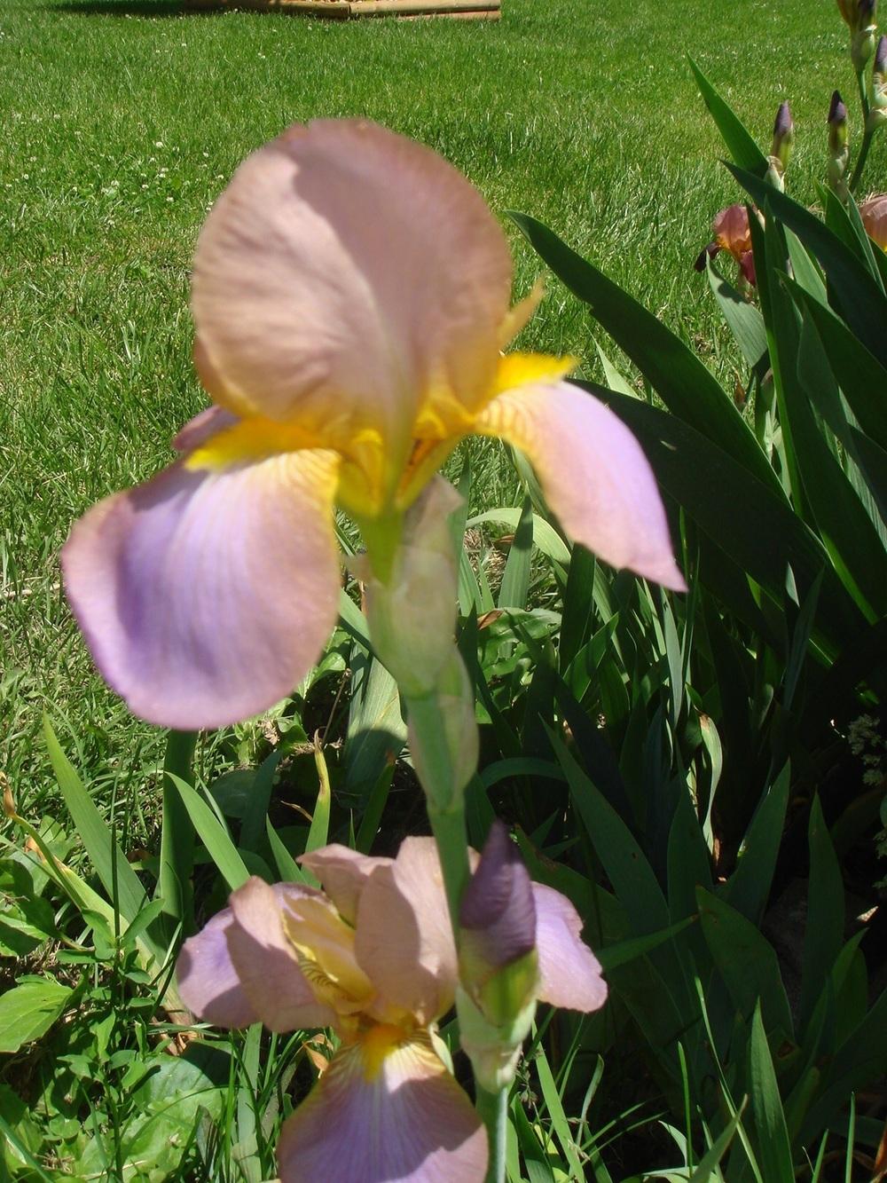 Photo of Tall Bearded Iris (Iris 'Quaker Lady') uploaded by Cat