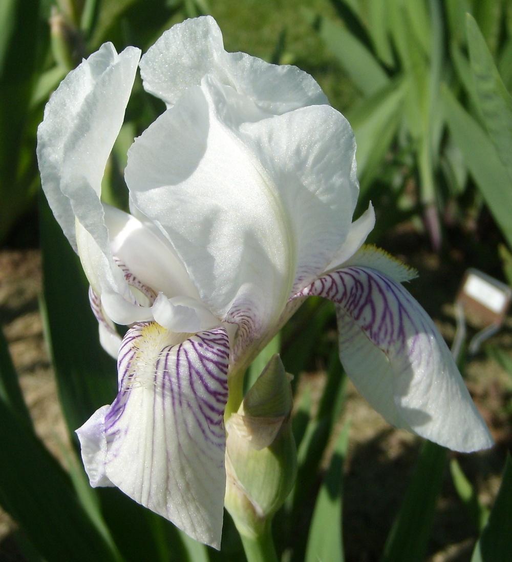 Photo of Intermediate Bearded Iris (Iris 'Mrs. Horace Darwin') uploaded by DaveinPA