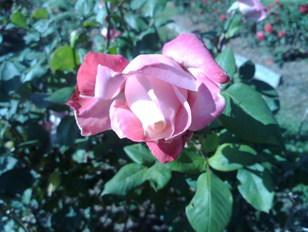 Photo of Rose (Rosa 'Headliner') uploaded by Katie