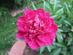 Thumb of 2014-05-24/Oldgardenrose/0dfe4f