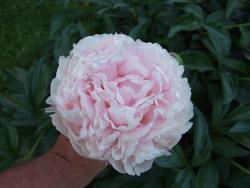 Thumb of 2014-05-24/Oldgardenrose/5bc7a4