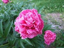 Thumb of 2014-05-24/Oldgardenrose/f1bdc9