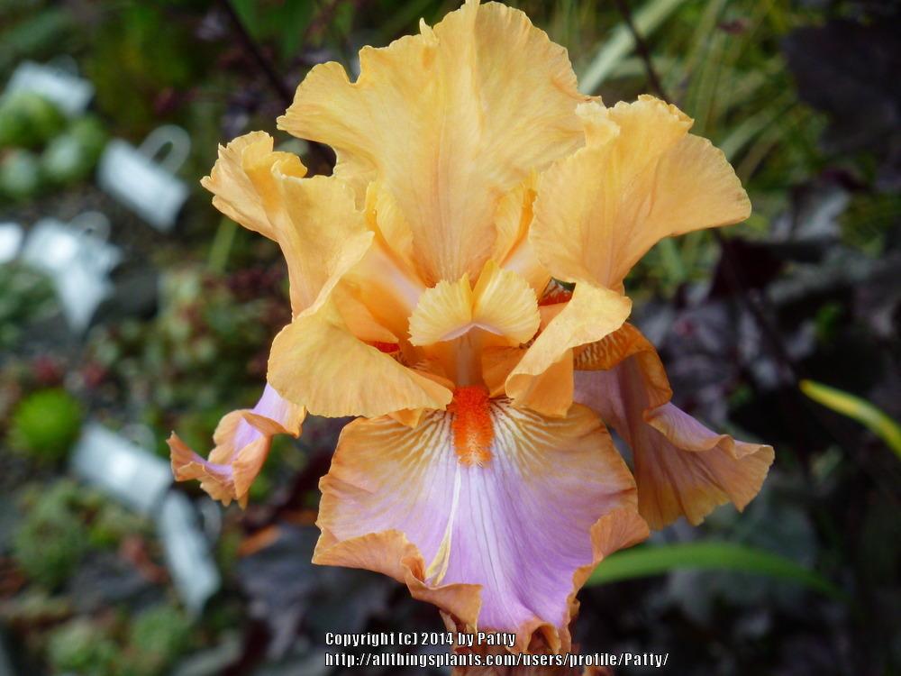 Photo of Tall Bearded Iris (Iris 'Grand Canyon Sunset') uploaded by Patty