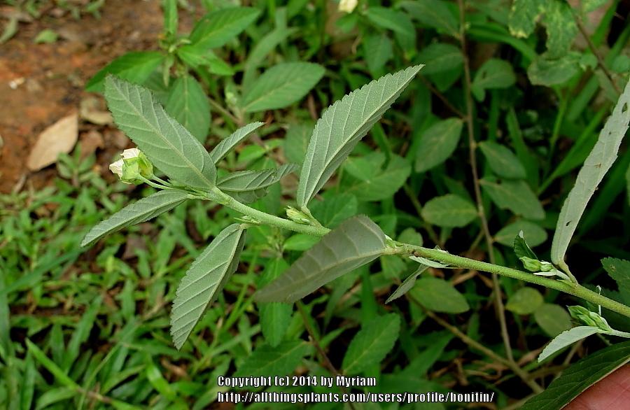 Photo of Indian Hemp (Sida rhombifolia) uploaded by bonitin