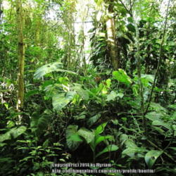 Location: Atlantic rainforest, Paraty, Brazil
Date: 2014-01-22