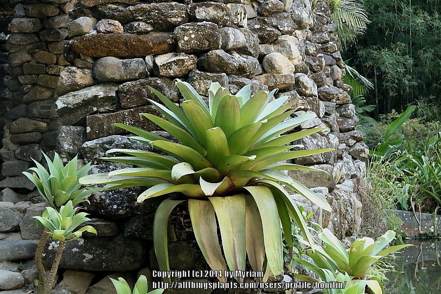 Photo of Bromeliad (Alcantarea imperialis) uploaded by bonitin