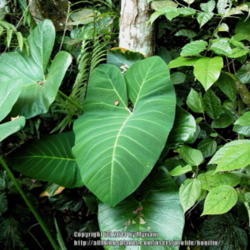 Location: Atlantic rainforest, Paraty, Brazil
Date: 2013-12-27