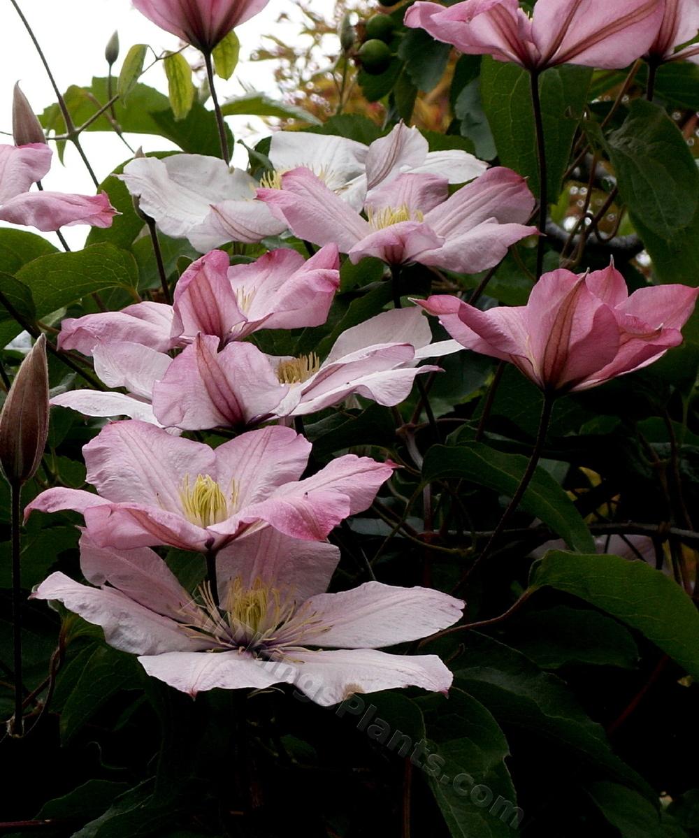 Photo of Clematis 'Ai-nor' uploaded by bootandall