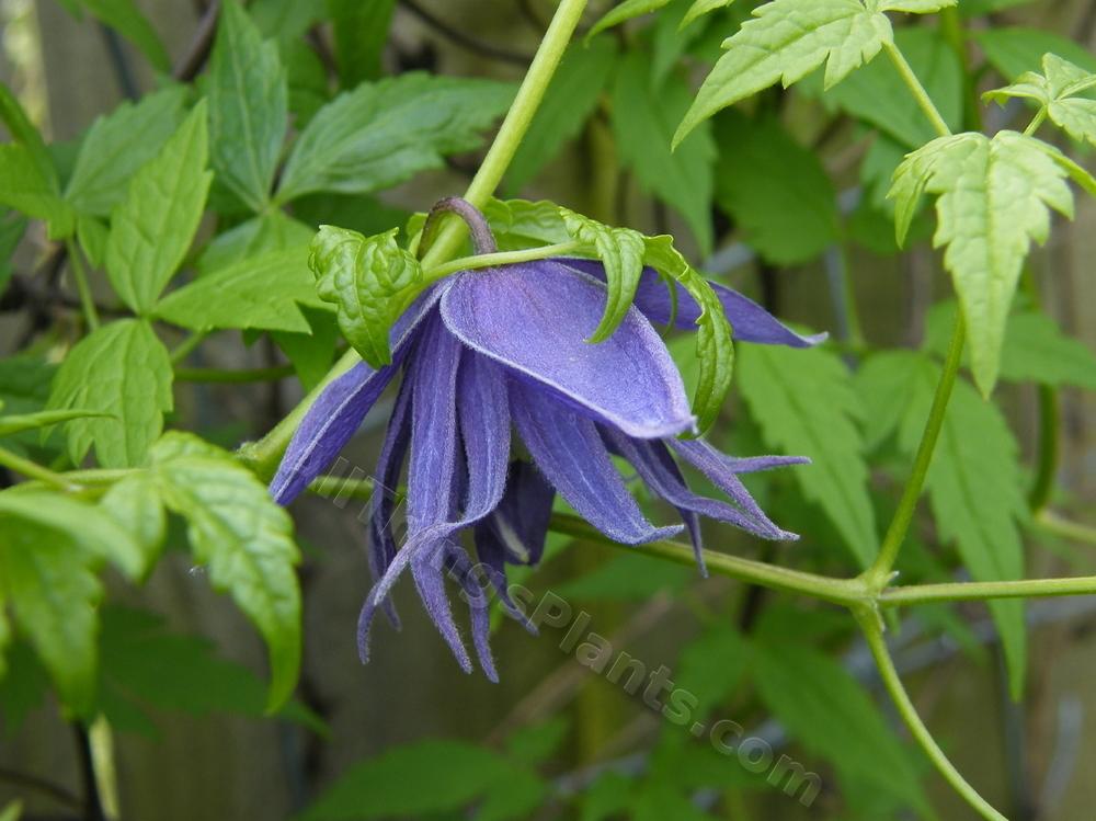 Photo of Clematis (Clematis macropetala 'Lagoon') uploaded by bootandall