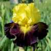 tall  bearded iris 'Explicit'