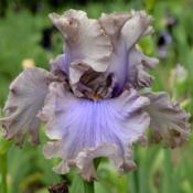 tall bearded iris 'Stop Flirting'