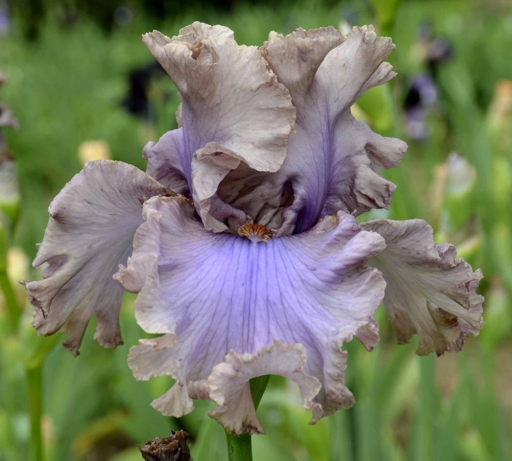 Photo of Tall Bearded Iris (Iris 'Stop Flirting') uploaded by diggit