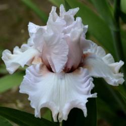 Location: Southeast Indiana
Date: 2014-05-24
tall bearded iris 'Society Page'