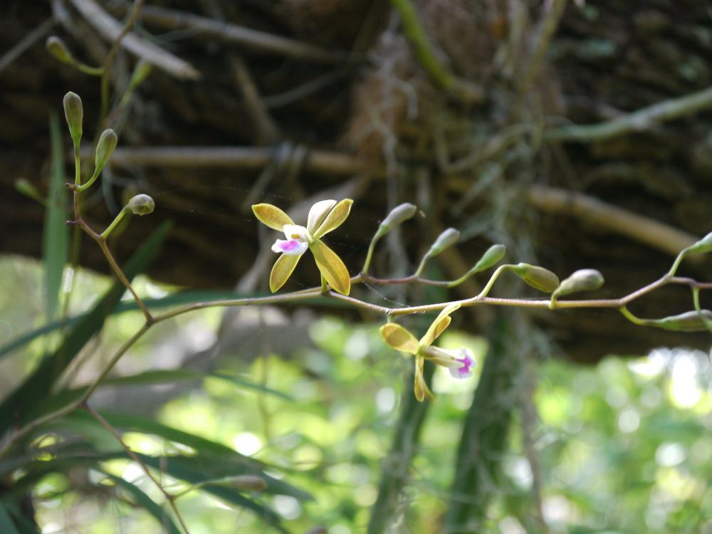Photo of Florida Butterfly Orchid (Encyclia tampensis) uploaded by dyzzypyxxy