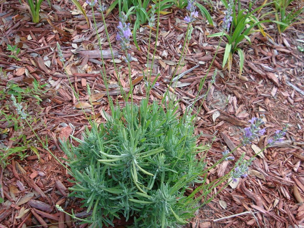 Photo of Lavender (Lavandula x intermedia 'Provence') uploaded by flaflwrgrl