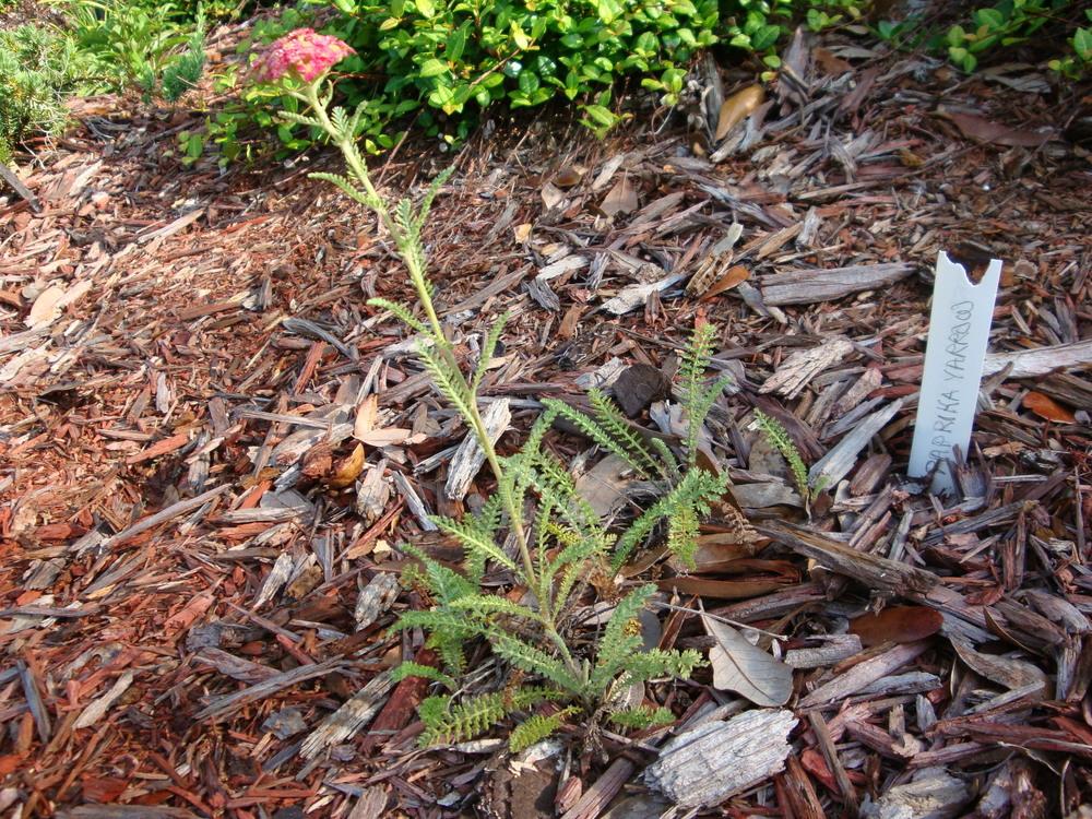 Photo of Yarrow (Achillea millefolium 'Paprika') uploaded by flaflwrgrl