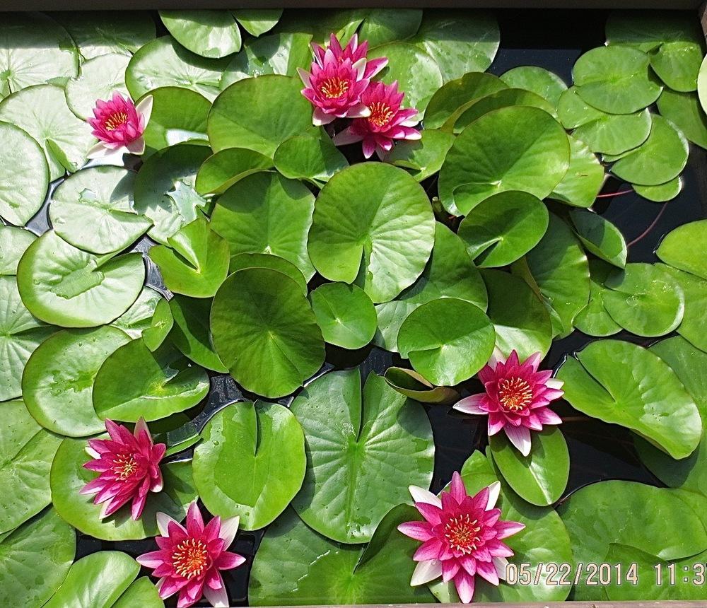 Photo of Hardy Water Lily (Nymphaea 'Attraction') uploaded by growitall