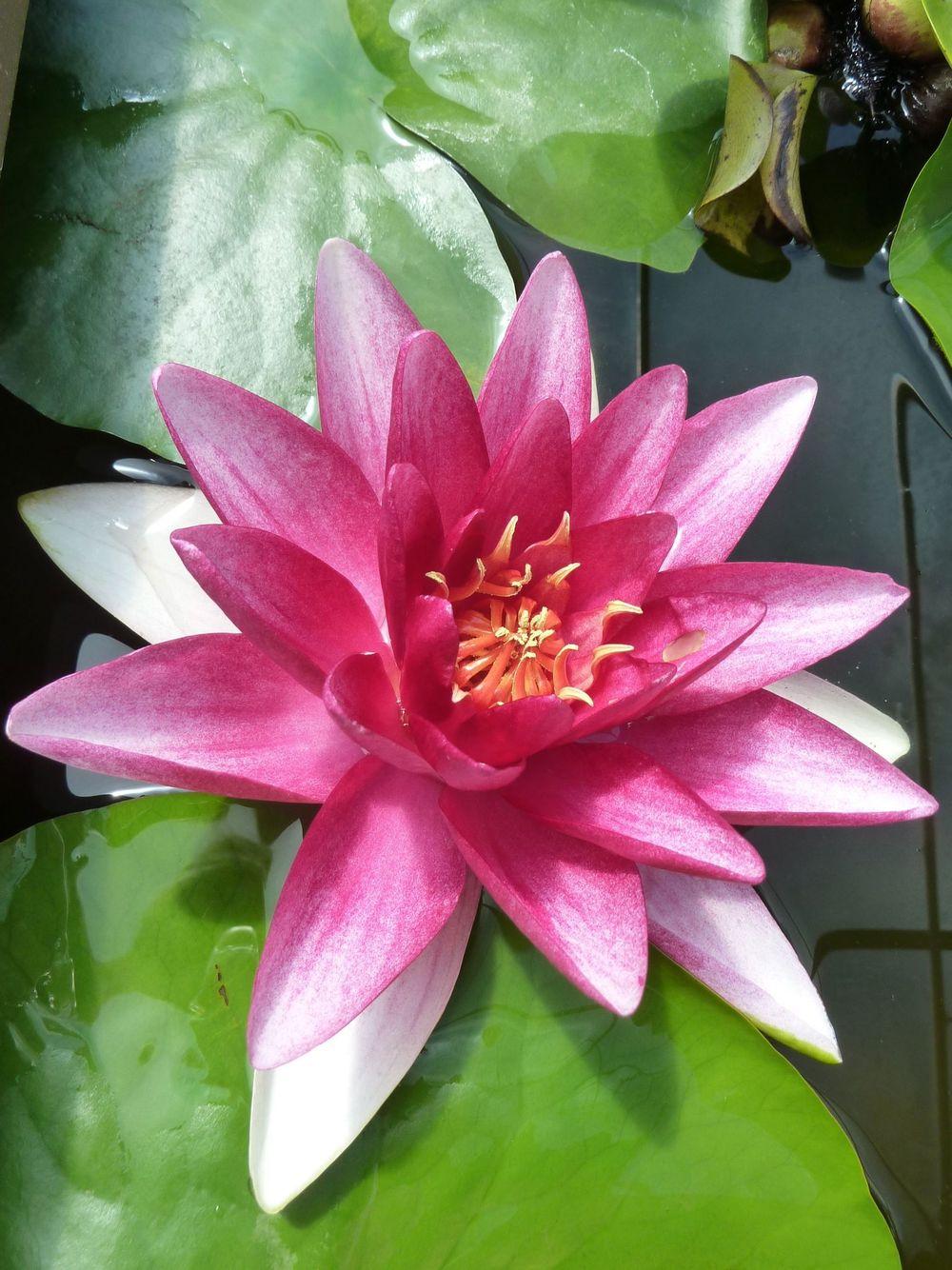 Photo of Hardy Water Lily (Nymphaea 'Attraction') uploaded by growitall