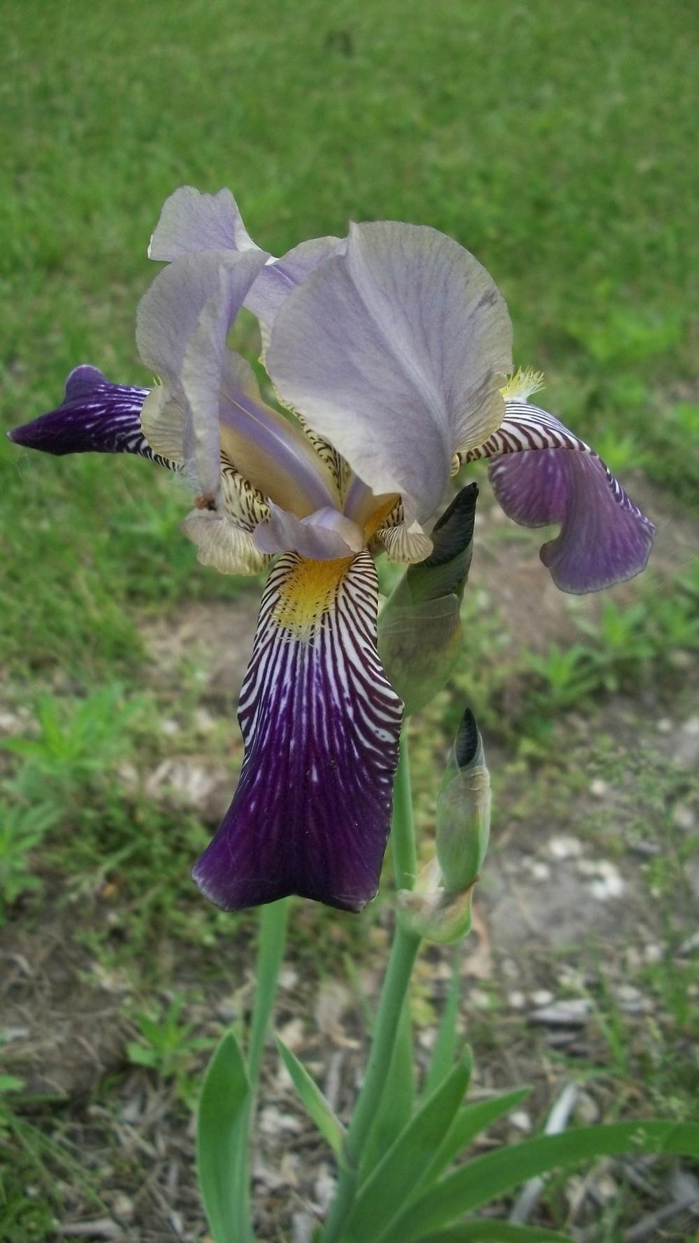 Photo of Tall Bearded Iris (Iris 'Fabian') uploaded by hazeleyes