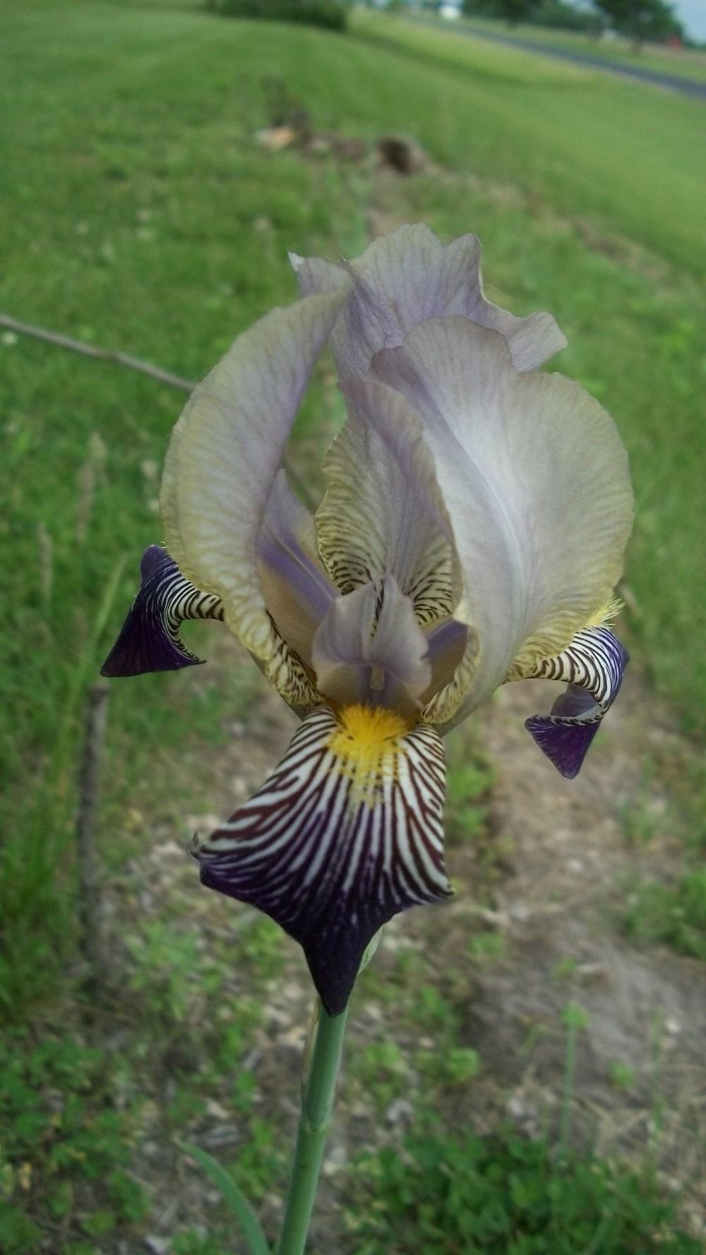 Photo of Tall Bearded Iris (Iris 'Fabian') uploaded by hazeleyes