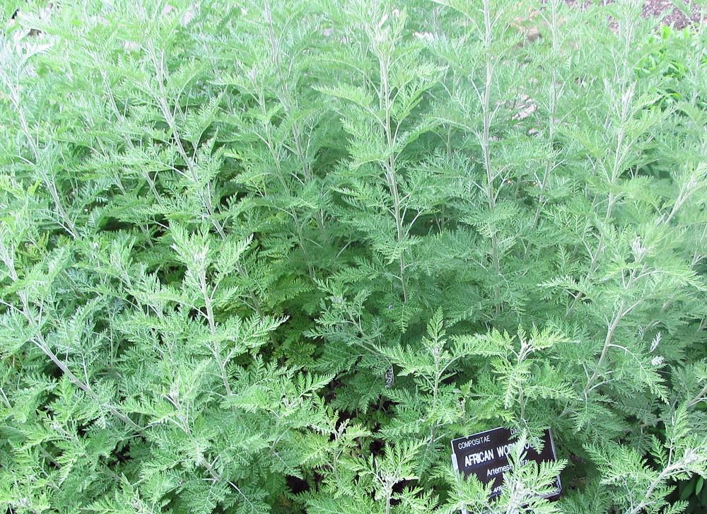 Photo of African Wormwood (Artemisia afra) uploaded by jmorth