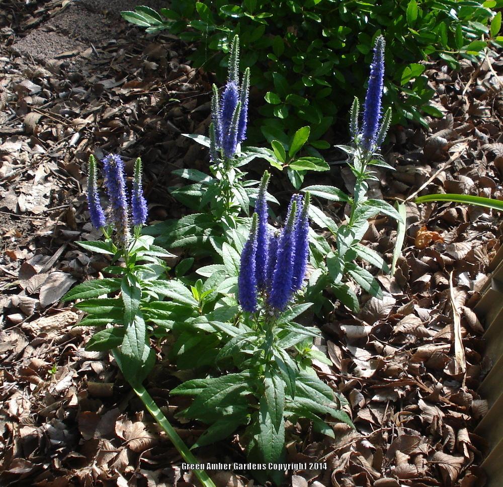 Photo of Spike Speedwell (Veronica spicata Royal Candles) uploaded by lovemyhouse