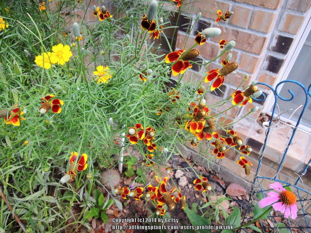 Photo of Mexican Hat (Ratibida columnifera) uploaded by piksihk