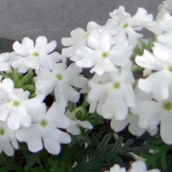 Location: Lincoln NE zone 5
Date: 2014-05-24
Pure white blooms have tiny green centers.