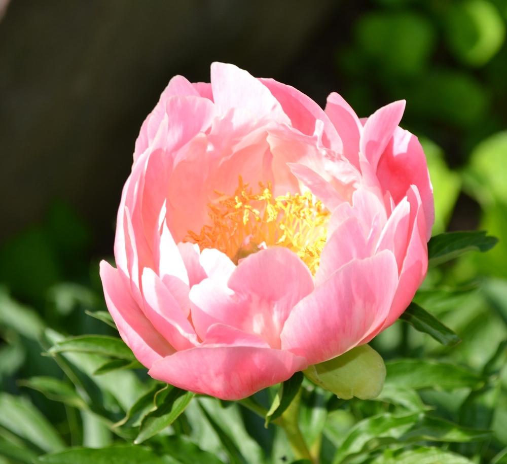 Photo of Peony (Paeonia 'Pink Hawaiian Coral') uploaded by HollyAnnS