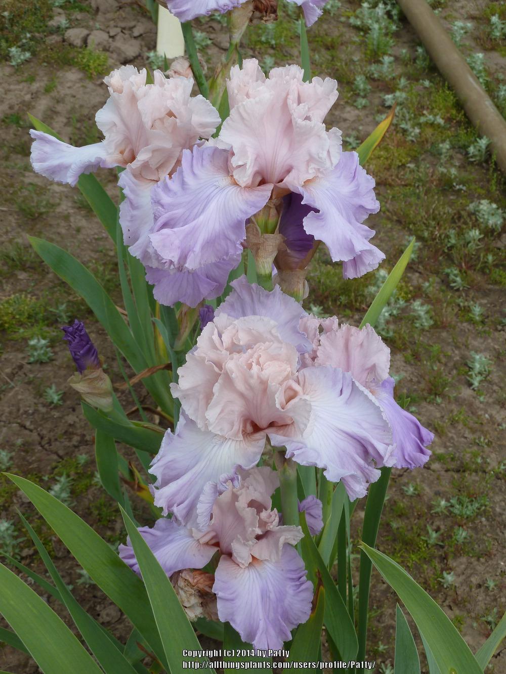 Photo of Tall Bearded Iris (Iris 'Venita Faye') uploaded by Patty