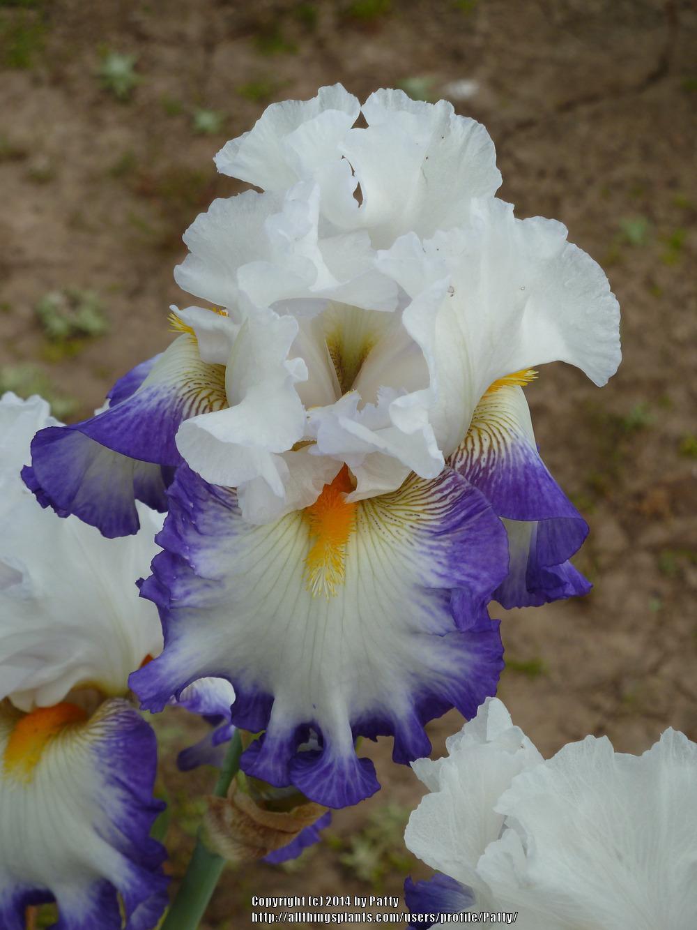 Photo of Tall Bearded Iris (Iris 'Revision') uploaded by Patty