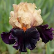 tall bearded iris 'Ocelot'