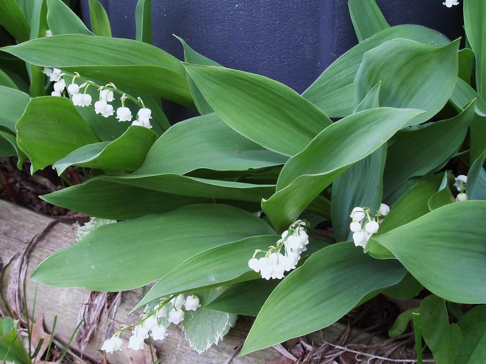 Photo of Lily Of The Valley (Convallaria majalis) uploaded by holity