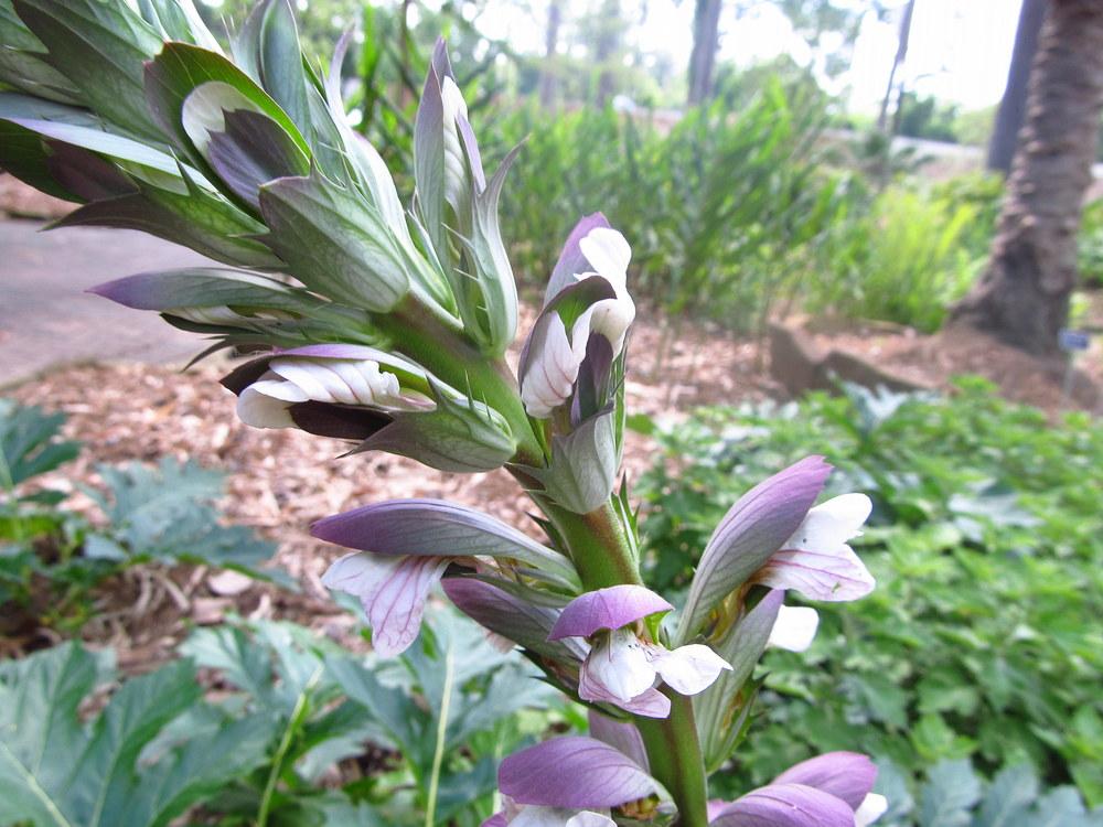 Photo of Bear's Breeches (Acanthus mollis) uploaded by jmorth