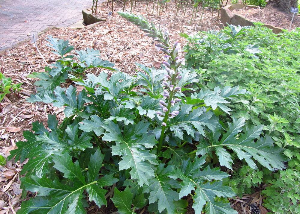 Photo of Bear's Breeches (Acanthus mollis) uploaded by jmorth