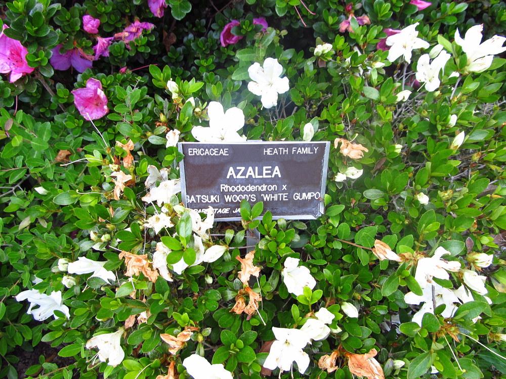 Photo of Azalea (Rhododendron 'Gumpo White') uploaded by jmorth