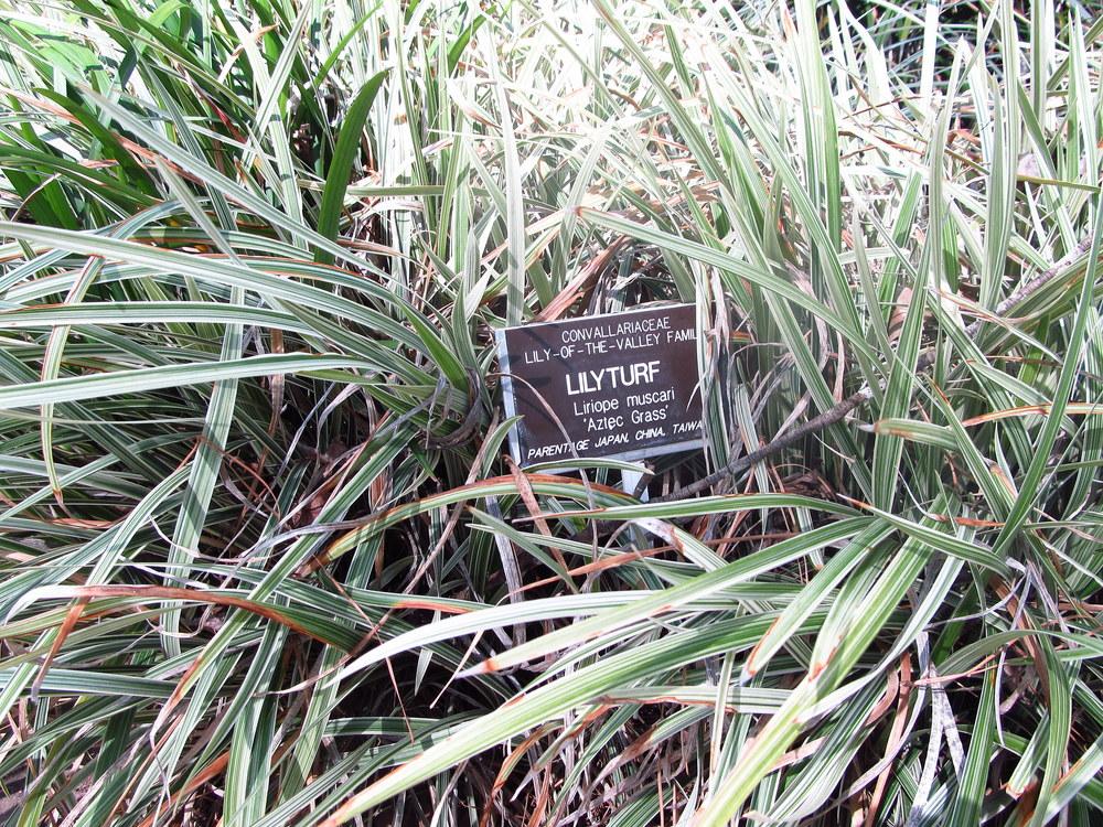 Photo of Lily Turf (Liriope muscari 'Aztec') uploaded by jmorth