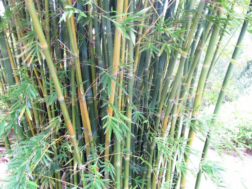 Photo of Bamboo (Bambusa eutuldoides 'Viridi-Vittata') uploaded by jmorth
