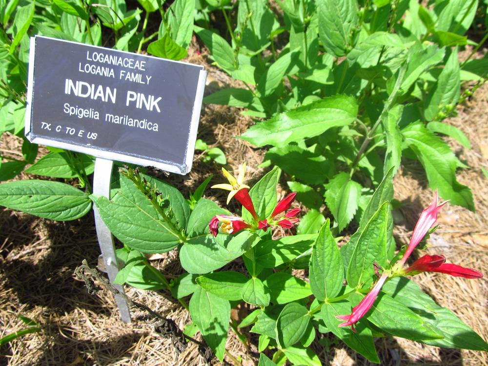 Photo of Indian Pink (Spigelia marilandica) uploaded by jmorth
