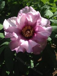 Thumb of 2014-05-25/magnolialover/8dea94
