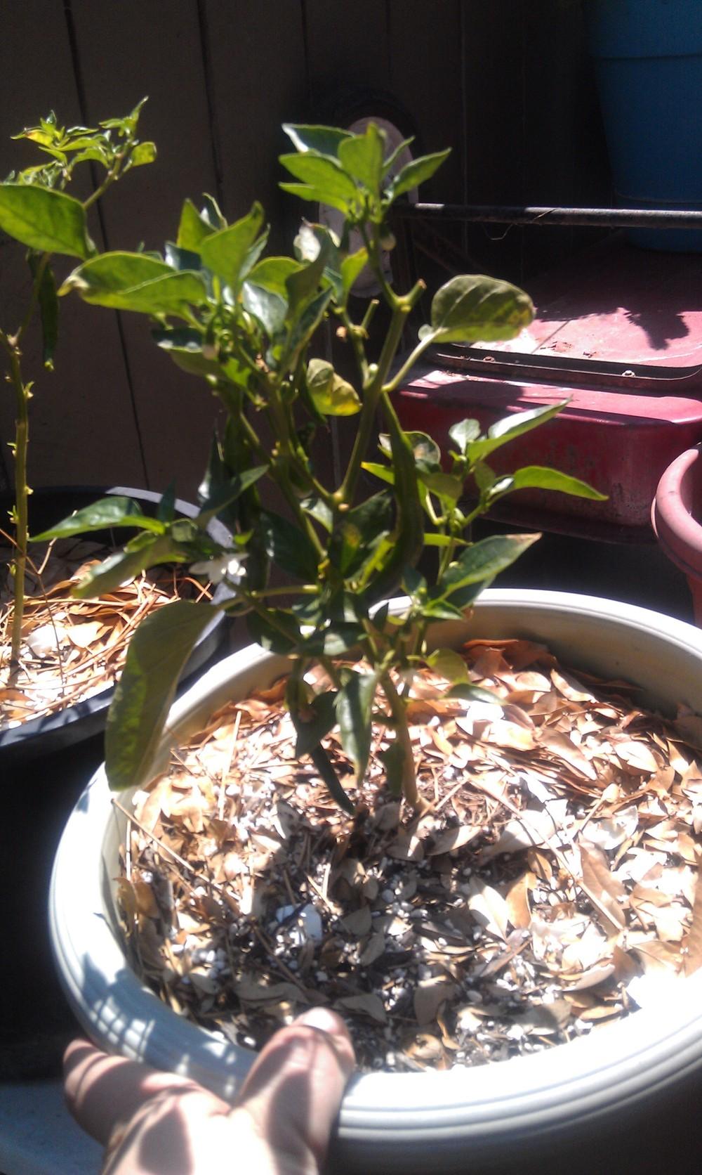 Photo of Hot Pepper (Capsicum annuum 'Garden Salsa') uploaded by munozk