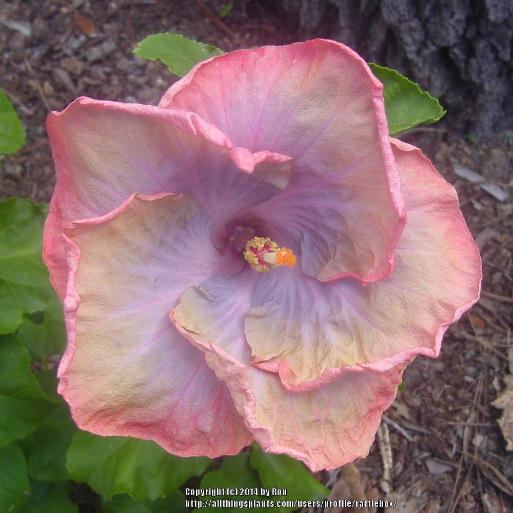 Photo of Tropical Hibiscus (Hibiscus rosa-sinensis 'Creole Lady') uploaded by rattlebox