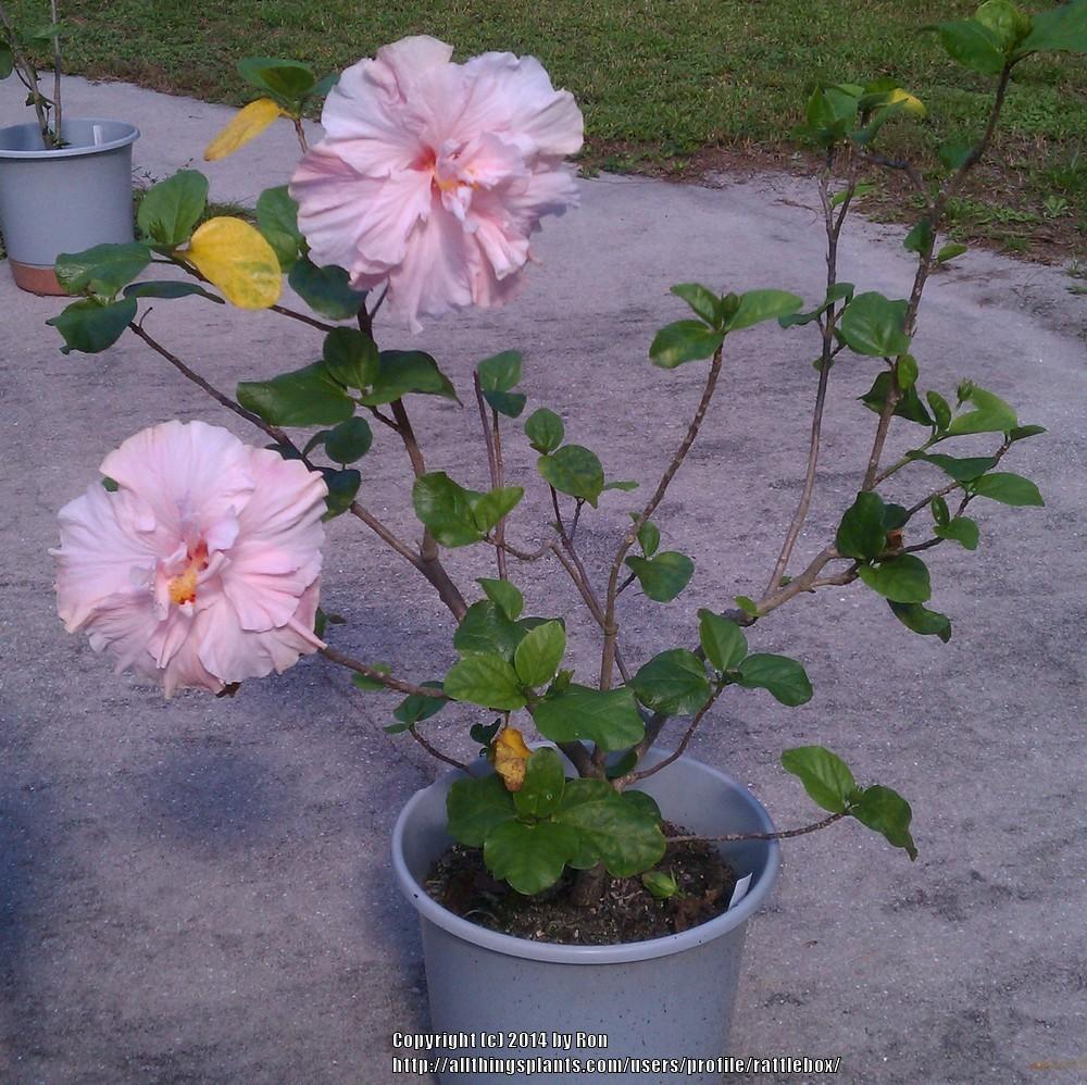 Photo of Tropical Hibiscus (Hibiscus rosa-sinensis 'Sweet Pink') uploaded by rattlebox
