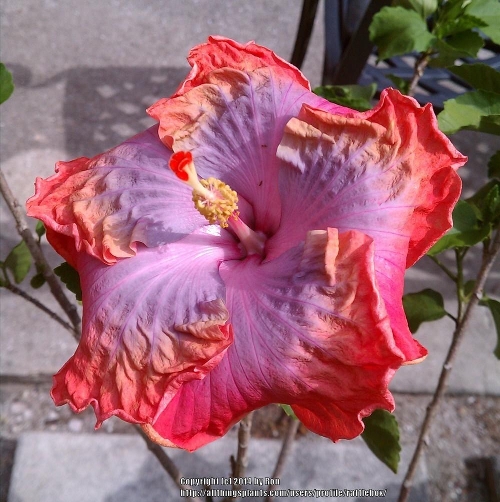 Photo of Tropical Hibiscus (Hibiscus rosa-sinensis 'Creole Lady') uploaded by rattlebox